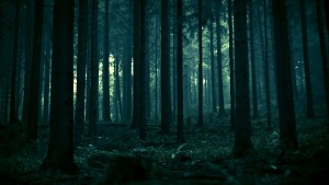 tumblr_static_23150_forest_dark_forest.jpg